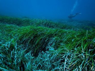 Морские водоросли помогают очищать море от пластика