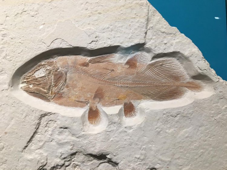 Обнаружены останки самой большой из древних рыб – латимерий