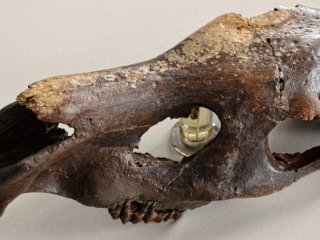 Древнекопытное – в Ставропольском крае собрали череп гиппариона