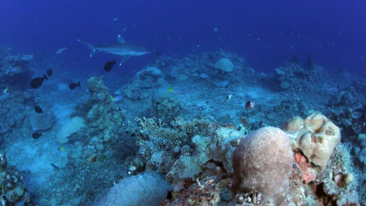 Скрытое генетическое разнообразие кораллов соответствует разным образам жизни