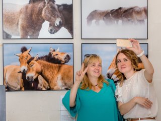 «Лошадь Пржевальского: последняя дикая лошадь на Земле»…