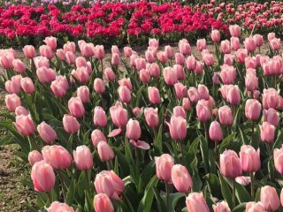 Сегодня в Никитском ботаническом саду стартует виртуальный Парад тюльпанов…