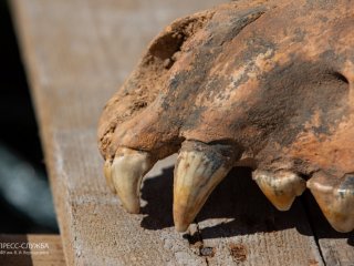 Учёные нашли полностью сохранившийся череп гигантской гиены в пещере Таврида в пещера Таврида