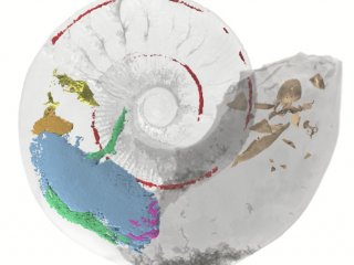 Палеобиологи описали мышцы у ископаемого моллюска 