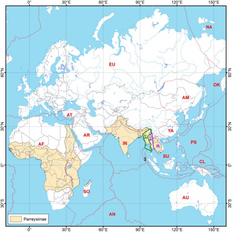 Области распространения подсемейства пресноводных моллюсков Parreysiinae и границы тектонических плит