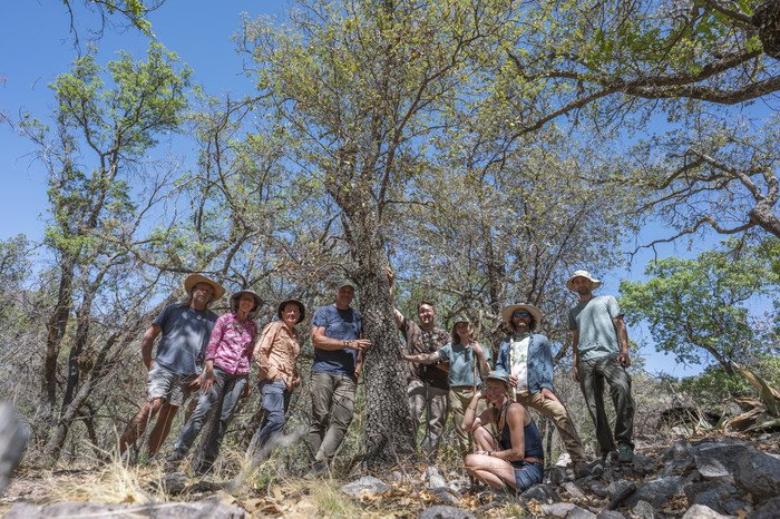 В Техасе ученые переоткрыли дуб, считавшийся вымершим