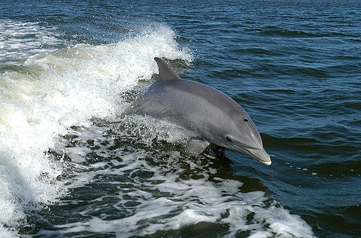 Дельфины и магниты