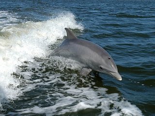 Дельфины и магниты
