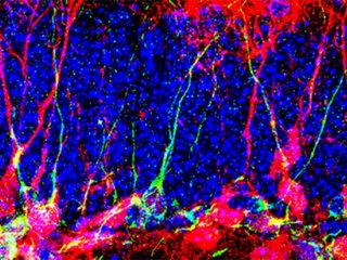 Швейцарские ученые вырастили новые нейроны у взрослых мышей