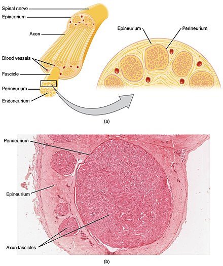 Внутреннее строение нерва. Источник изображения - Википедия. Illustration from Anatomy & Physiology, Connexions Web site