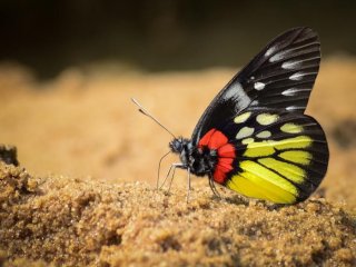 Бабочка краснокрылая (Delias pasithoe)