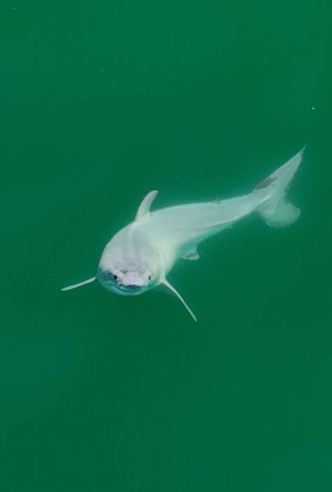 Новорожденная белая акула, снятая у побережья Калифорнии близ Санта-Барбары