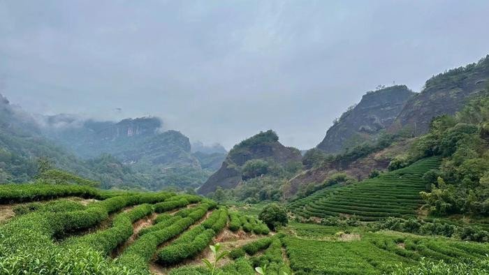 На этой фотографии изображена Чайная гора в Уишане, провинция Фуцзянь, Китай