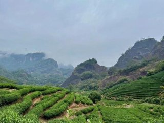 На этой фотографии изображена Чайная гора в Уишане, провинция Фуцзянь, Китай