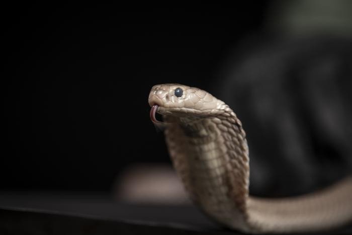 Ученые Scripps Research обнаружили антитело, которое представляет собой большой шаг на пути к созданию универсального противоядия, которое было бы эффективным против яда всех змей