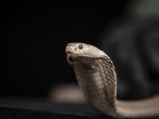 Ученые Scripps Research обнаружили антитело, которое представляет собой большой шаг на пути к созданию универсального противоядия, которое было бы эффективным против яда всех змей
