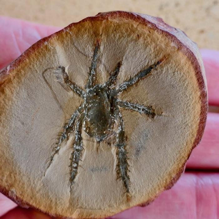 Окаменелые Douglassarachne acanthopoda, известные своими покрытыми панцирем колючими ногами, могут иметь сходство с современными пауками-сенокосцами, но с более экспериментальным строением тела