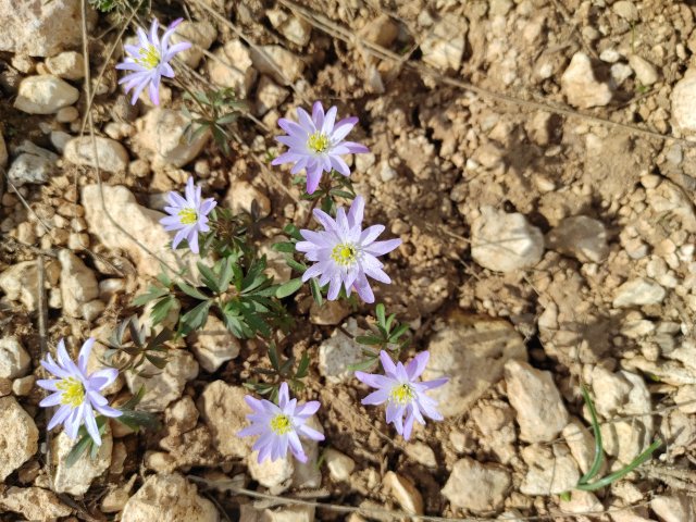 Ветреница нежная (Anemone blanda). Источник: Андрей Эрст