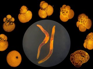 Малощетинковый червь Lumbricillus sp. и его эмбриональное развитие. Фото: биологический факультет МГУ