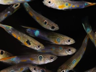 Самцы гуппи отличаются невероятным разнообразием окрасов. Фото: Wouter van der Bijl / University of British Columbia