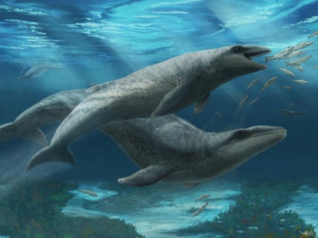Детеныш и мать Janjucetus dullardi. Фото: artwork by Ruairidh Duncan. Source - Museums Victoria