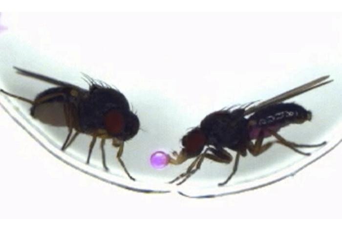 Самцы Drosophila subobscura срыгивают пищу и преподносят её самкам во время ухаживания. Фото: Tanaka et al., 2025 / Nagoya University
