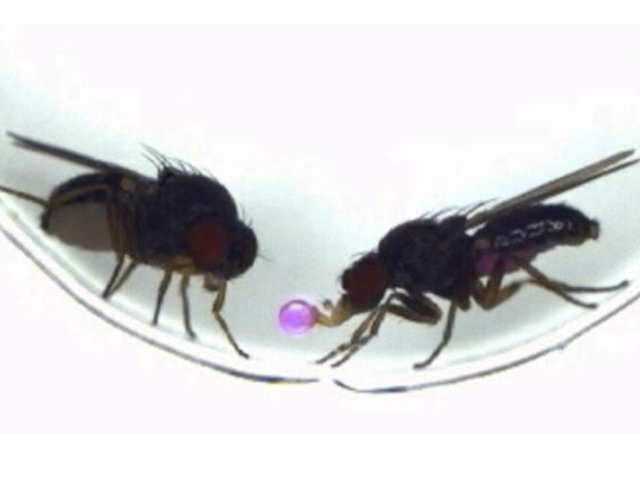 Самцы Drosophila subobscura срыгивают пищу и преподносят её самкам во время ухаживания. Фото: Tanaka et al., 2025 / Nagoya University