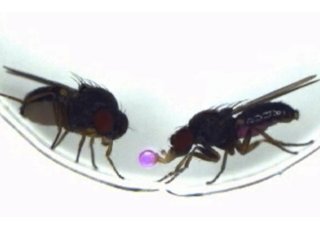Самцы Drosophila subobscura срыгивают пищу и преподносят её самкам во время ухаживания. Фото: Tanaka et al., 2025 / Nagoya University