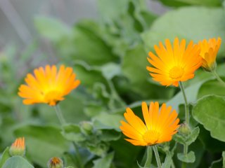 Фото: oraziopuccio / 123RF