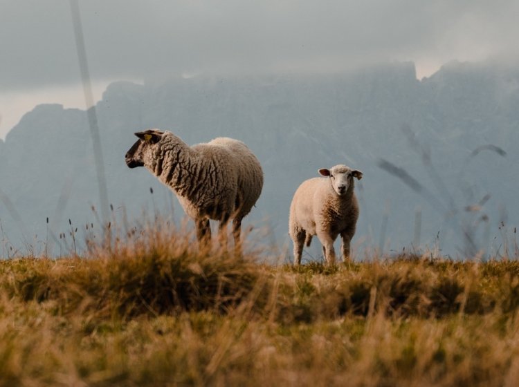 Овцы. Фото: wirestock / фотобанк Freepik