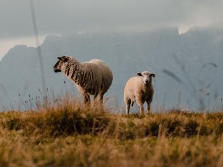 Овцы. Фото: wirestock / фотобанк Freepik