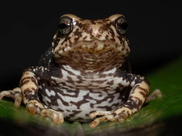 Один из недавно описанных видов жаб, Nectophrynoides luhomeroensis. Фото: John Lyarkurwa / University of Copenhagen