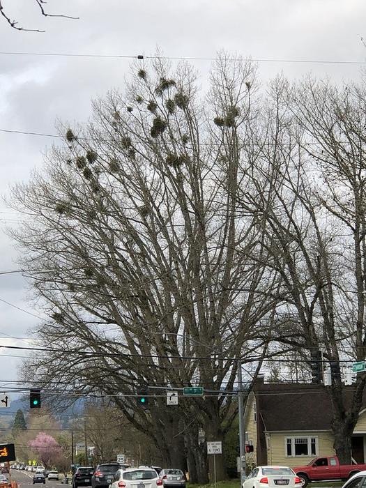 Омела западная на северном красном дубе. Фото: Western oak mistletoe in northern red oak. Photo by Dave Shaw, Oregon State University College of Forestry/OSU Extension Service