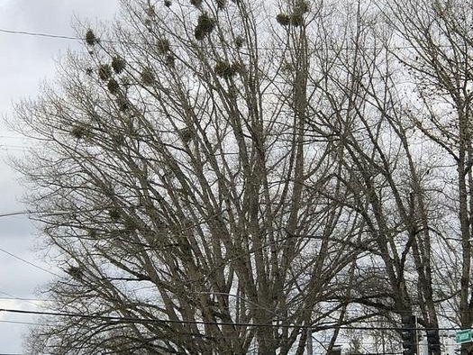 Омела западная на северном красном дубе. Фото: Western oak mistletoe in northern red oak. Photo by Dave Shaw, Oregon State University College of Forestry/OSU Extension Service