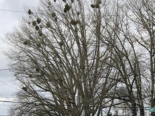 Омела западная на северном красном дубе. Фото: Western oak mistletoe in northern red oak. Photo by Dave Shaw, Oregon State University College of Forestry/OSU Extension Service
