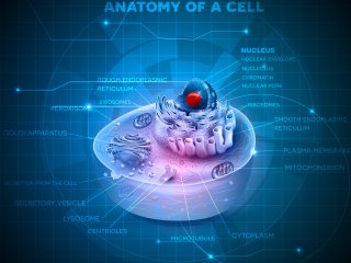 Разработаны препараты, заставляющие митохондрии в клетках сжигать больше калорий. Фото: ru.123rf.com