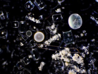 Глубоководные микробы получают большое количество питательных веществ. Фото: ru.123rf.com