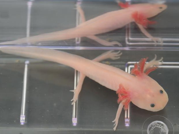 Мексиканский аксолотль в лаборатории регенерации биолога Джоша Карри из Университета Уэйк-Форест. Фото: Wake Forest University / Josh Currie