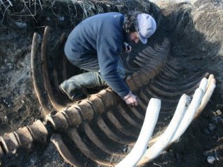 Фото: Пресс-центр ФГБУ Национального парка ''Командорские острова'' имени С.В. Маракова