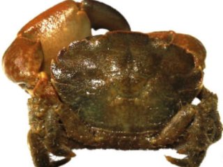 Грязевой краб Eurypanopeus depressus. Источник фото: Г.А. Колючкина 