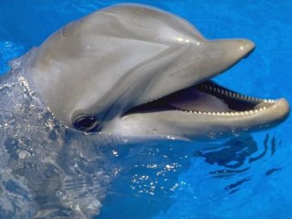 У дельфинов нашли наркотики