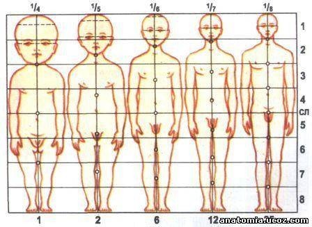 Основной план тела человека