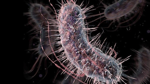 «Сконструированные» бактерии помогают в ранней диагностике рака и диабета