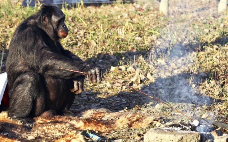 Шимпанзе могли бы готовить пищу, если бы имели возможность
