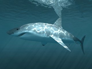 Акул и скатов изучат с помощью подводных камер