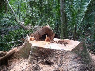 К 2100 году тропические леса окажутся на грани исчезновения