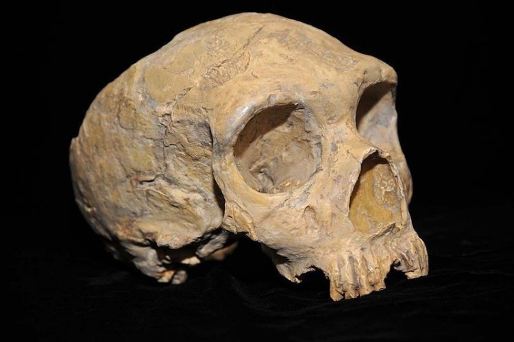 Как развивались лицевые кости неандертальцев