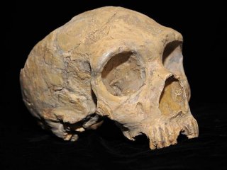 Как развивались лицевые кости неандертальцев