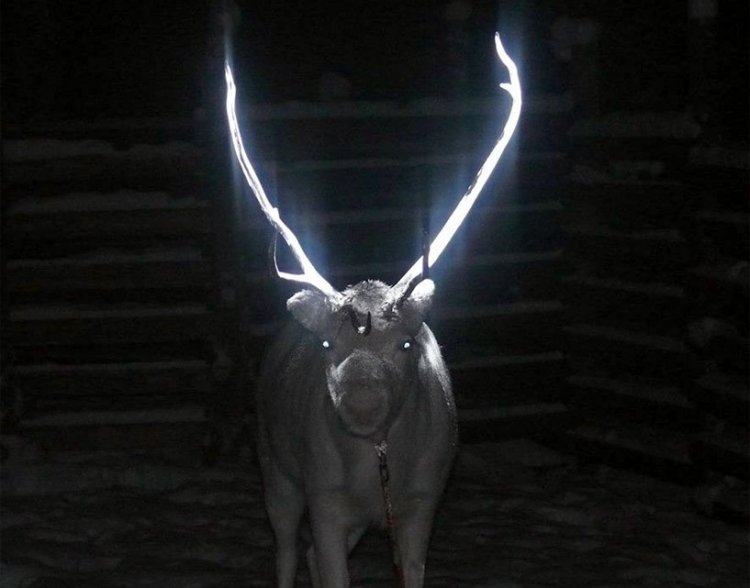 В Финляндии появятся олени со светящимися рогами