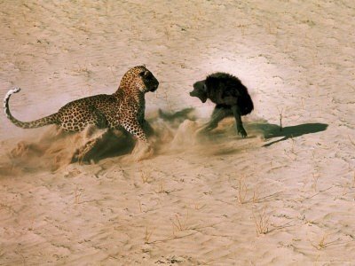 Паразиты делают шимпанзе легкой добычей леопарда